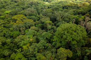 Colombia investigará a los responsables de financiar la deforestación del país (Fuente: Ministerio de Ambiente y Desarrollo Sostenible Colombia)