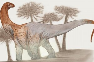 Chucarosaurus: cómo era el dinosaurio de 90 millones de años hallado en Río Negro