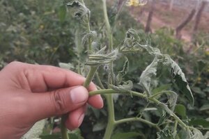 Colonia Santa Rosa: afirman que la deriva de glifosato arruinó plantaciones hortícolas