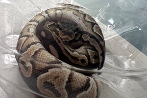 Susto en Palermo:  hallaron una serpiente en un balcón