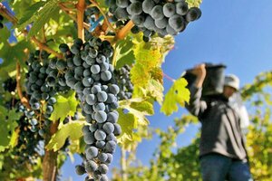 Subsidios para productores vitivinícolas (Fuente: AFP)