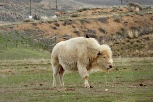 Un bisonte blanco nació en Estados Unidos, en un hecho inédito
