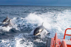 La “revolución de Gladis”: ¿por qué las orcas atacan a las embarcaciones?
