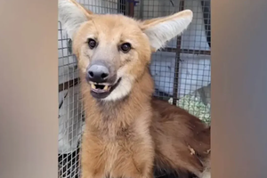 Rescataron a un zorro aguará guazú en plena ciudad de Río Cuarto