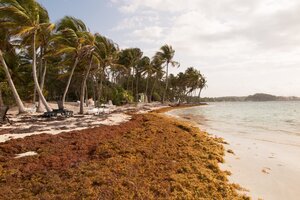 El Caribe busca qué hacer con el sargazo  