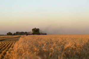 La producción de trigo crecería 40 por ciento (Fuente: NA)