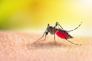 Cinco casos de transmisión local de malaria en Florida y Texas  (Fuente: AFP)