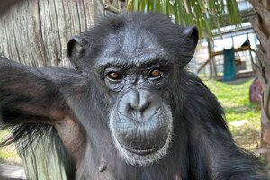 La emoción de "Vainilla": la chimpancé que vio el sol por primera vez en su vida 