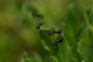 Científicas argentinas patentaron un kit para el control biológico de hormigas
