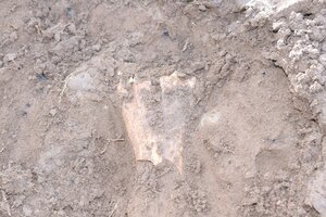 Tras la crecida del río Neuquén, descubren restos arqueológicos de más de 2000 años