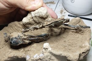 Hallan en San Pedro los restos fósiles de un  pájaro carpintero que vivió hace 200 mil años (Fuente: Télam)