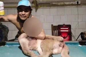 Un cazador furtivo mató a un puma en Corrientes 
