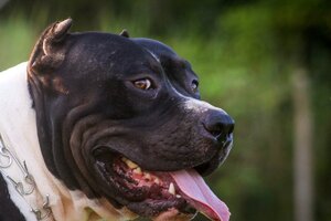 Cuáles son las razas de perros consideradas peligrosas en la Ciudad de Buenos Aires 