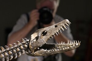 Subastan dos esqueletos de dinosaurios en Nueva York (Fuente: AFP)