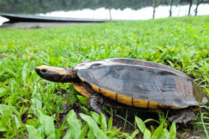 Liberan en el Parque Nacional Yasuní a 24 animales rescatados (Fuente: Ministerio de Ambiente, Agua y Transición Ecológica)