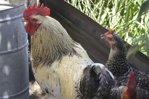 La OMS advierte que un alza de brotes de gripe aviar entre mamíferos podría infectar más fácil a las personas