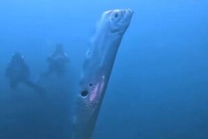Buzos captaron en video al legendario pez remo, conocido por presagiar temblores y tsunamis