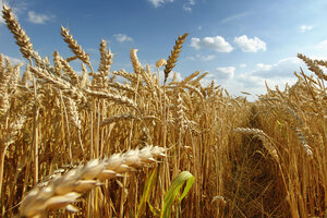 Fuerte suba del precio del trigo en Chicago