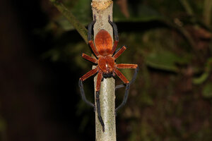 Observan una araña cangrejo gigante en la Amazonía ecuatoriana (Fuente: EFE)