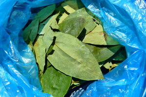 El lugar de la hoja de coca en Colombia