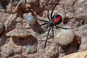 "Para ser Spider-Man": un nene de 8 años se dejó picar por una araña y quedó en terapia intensiva (Fuente: Télam)