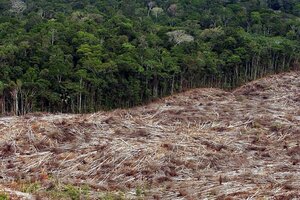 Cae la desforestación en la región de la Amazonia (Fuente: AFP)