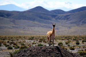 Denuncian una matanza de vicuñas en Cuzco