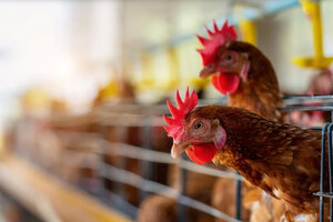 Esperan normalizar exportaciones avícolas 