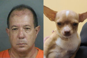 Un peluquero canino fue arrestado tras operar a una perra sin tener un título de veterinario y provocarle la muerte