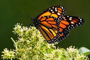 Reforestación para salvar a la mariposa monarca