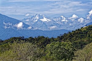 Científicos identifican plantas no nativas e invasoras de los ecosistemas en los Andes 