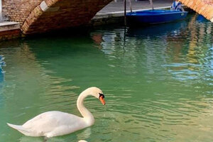 De los vuelos a la estratosfera a los cisnes en Venecia