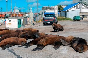 Hallan muertos a siete lobos marinos en el balneario bonaerense de Villarino