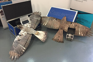 Desarrollan drones con forma de ave rapaz para espantar plagas de los cultivos (Fuente: Ramiro Cabás)