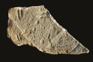 Huellas fósiles de 130 millones de años (Fuente: EFE)