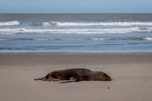 Uruguay confirma su primer caso de gripe aviar en lobos marinos  (Fuente: Télam)