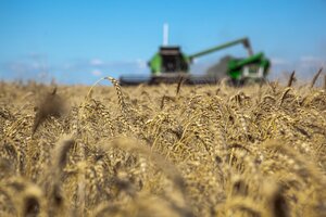 Prevén mejoras en el trigo por las lluvias