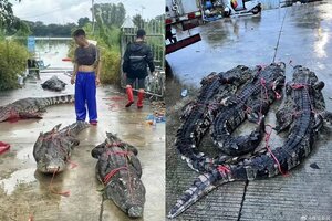 Más de 70 cocodrilos escapan de una granja en China tras las lluvias torrenciales