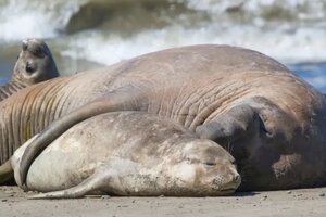 Confirman el primer caso de gripe aviar en un elefante marino en las costas de Chubut