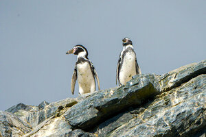 Al rescate del pingüino de Humboldt (Fuente: EFE)