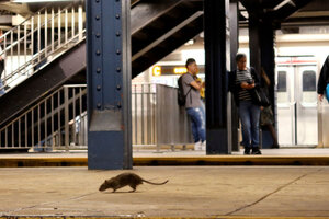Estados Unidos: los videos más impactantes de la invasión de ratas en Nueva York (Fuente: Getty Images)