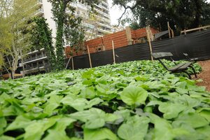 CABA: La Justicia suspendió las obras dentro del Jardín Botánico (Fuente: Guadalupe Lombardo)