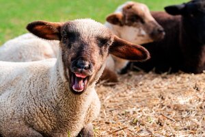 "Saltaban más que las cabras": un rebaño de ovejas comió 300 kilos de marihuana (Fuente: AFP)