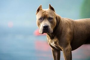 Nuevo ataque pitbull en Rosario: un hombre fue atacado por un perro y tuvieron que amputarle parte de su brazo izquierdo