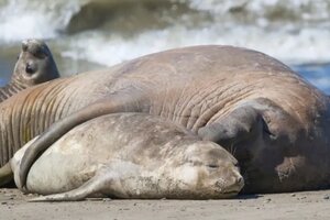 Gripe aviar: al menos 164 mamíferos marinos muertos en playas del sur de Brasil