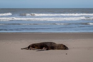 Gripe aviar: al menos 522 los leones y lobos marinos muertos en las playas de Brasil (Fuente: Télam)
