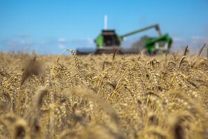 Por el trigo, esperan un mayor saldo exportador (Fuente: NA)