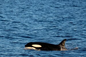 Pasó otra vez: una manada de orcas hundió un velero turístico en Gibraltar