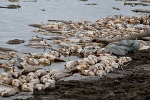 Se encienden las alarmas en Tucumán y Santiago del Estero: aparecieron miles de peces muertos en el río Salí 