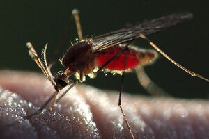 Las muertes por malaria en América Latina disminuyeron un 60% en lo que va del siglo 